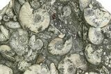 Jurassic Ammonite (Kosmoceras) Cluster - England #350950-1